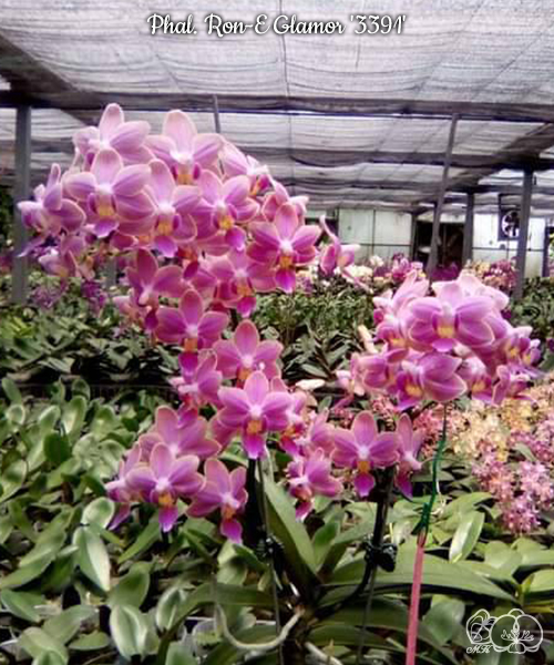 美琪園藝Miki Orchid - 品種詳細頁